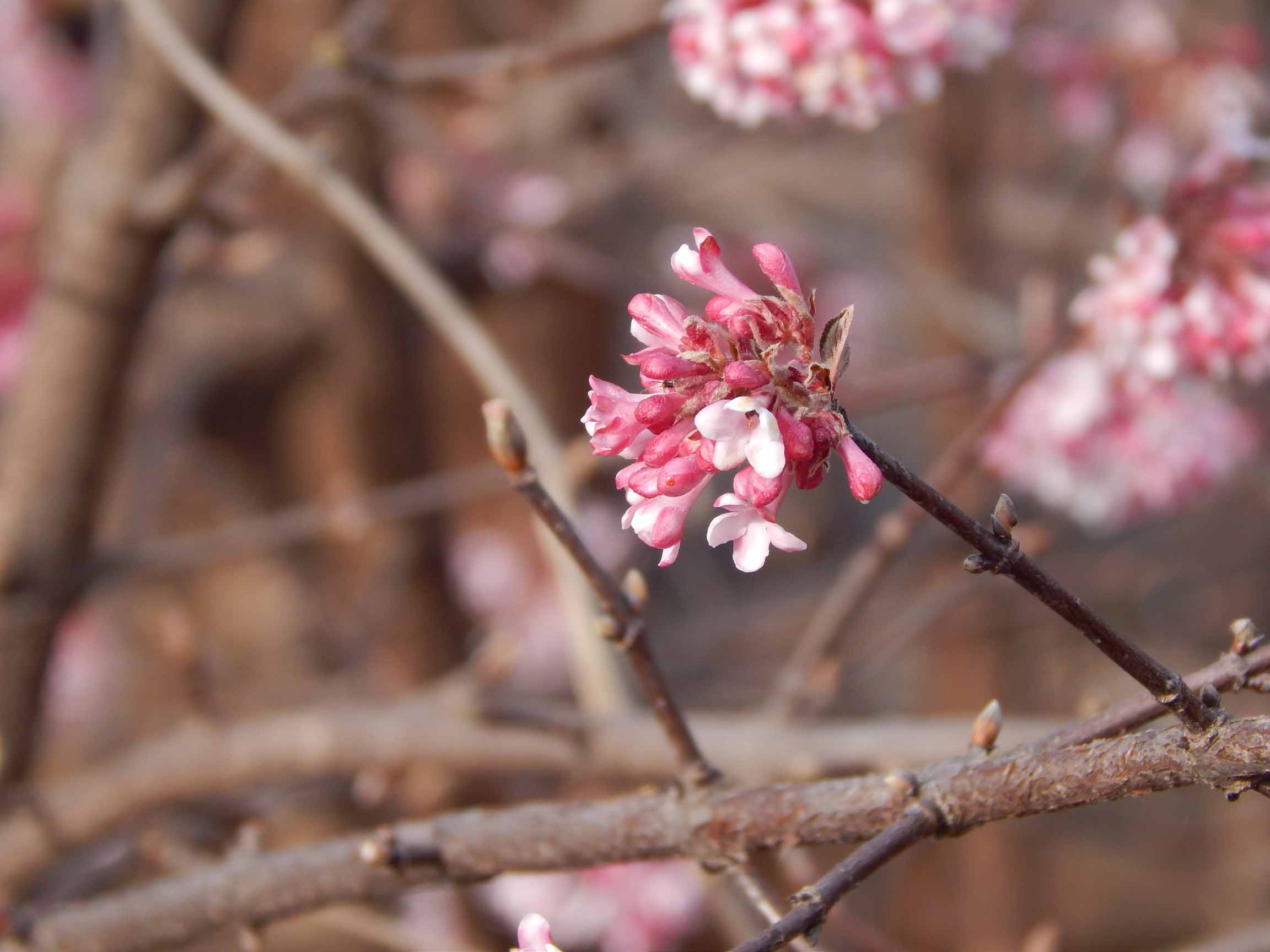 Missouri Botanical Garden