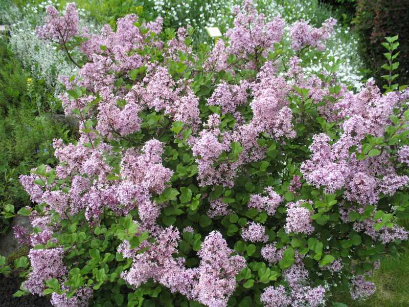 palibin lilac