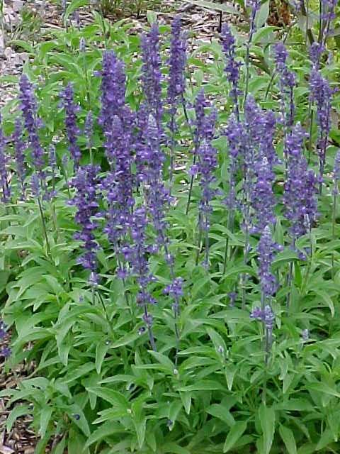 Salvia Farinacea