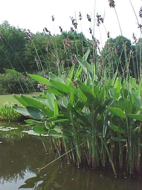 Thalia Plant