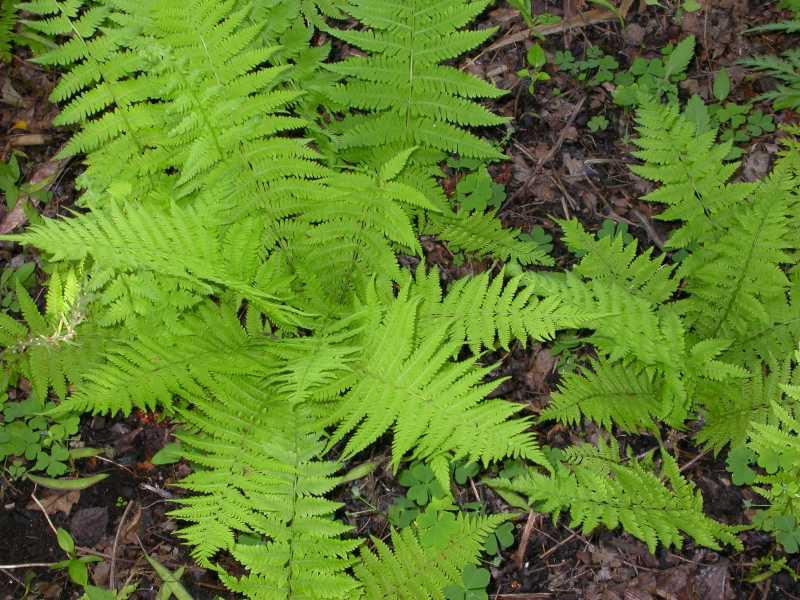 dennstaedtia punctilobula