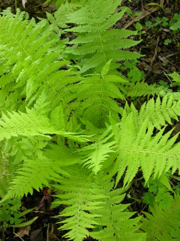 dennstaedtia punctilobula