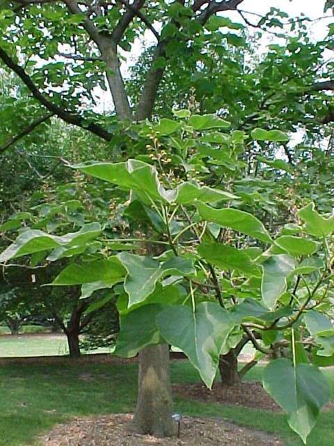 Royal Paulownia