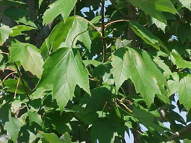 acer rubrum