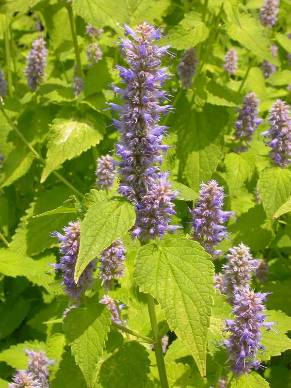 Agastache Rugosa