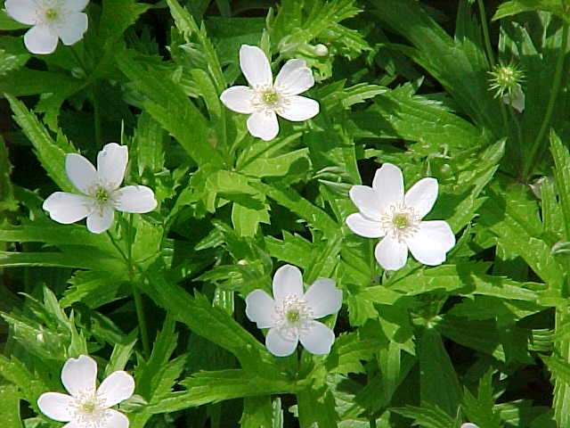 Anemone Canadensis