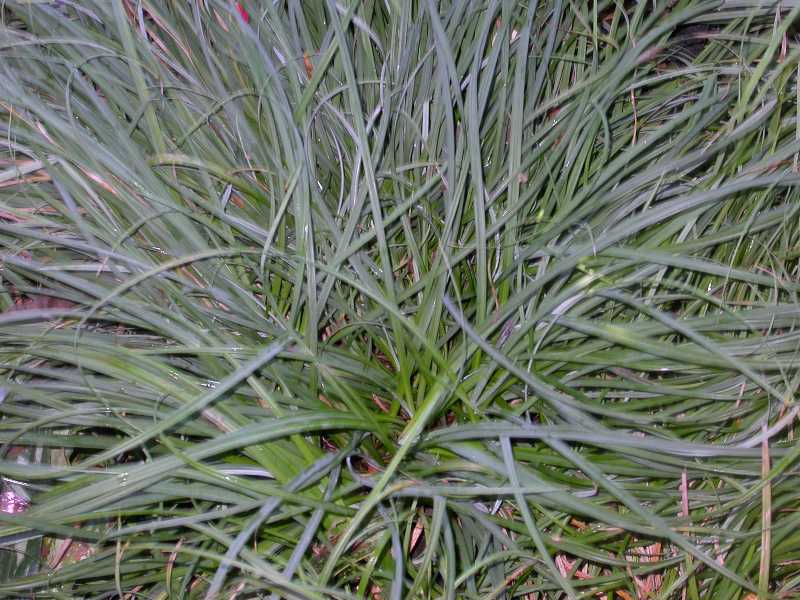 Carex Glauca