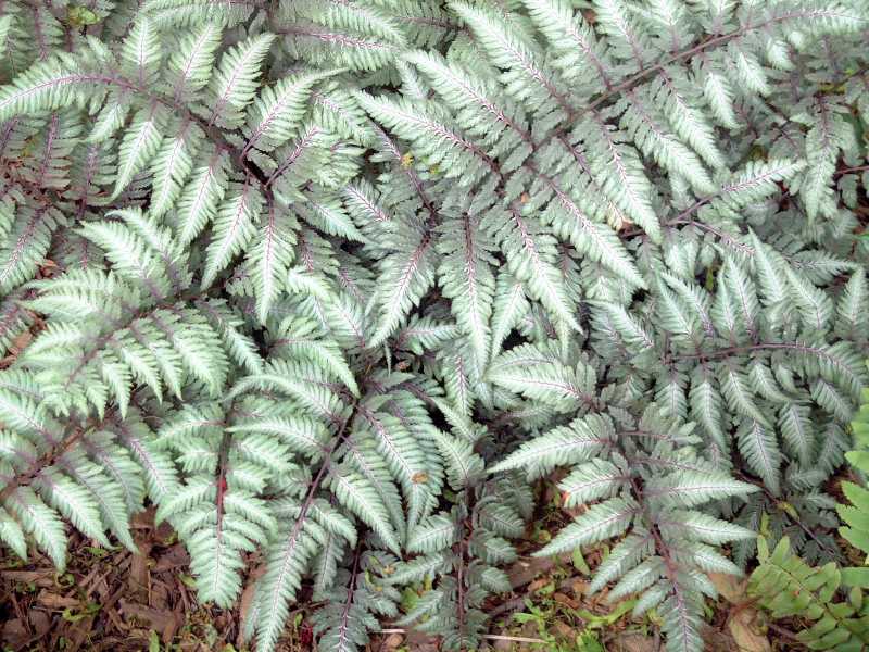 athyrium niponicum