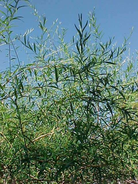 Buddleja Alternifolia