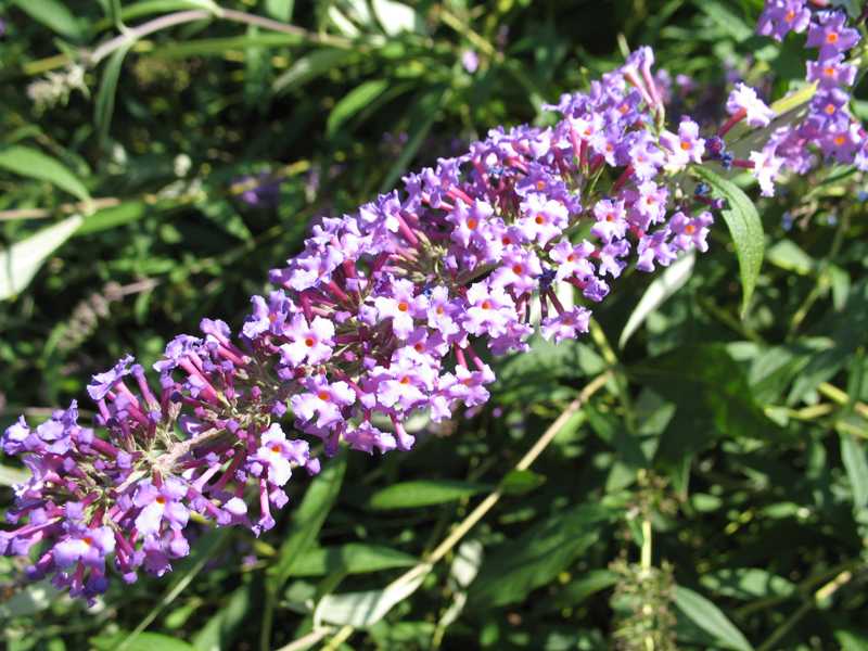 purple butterfly plant