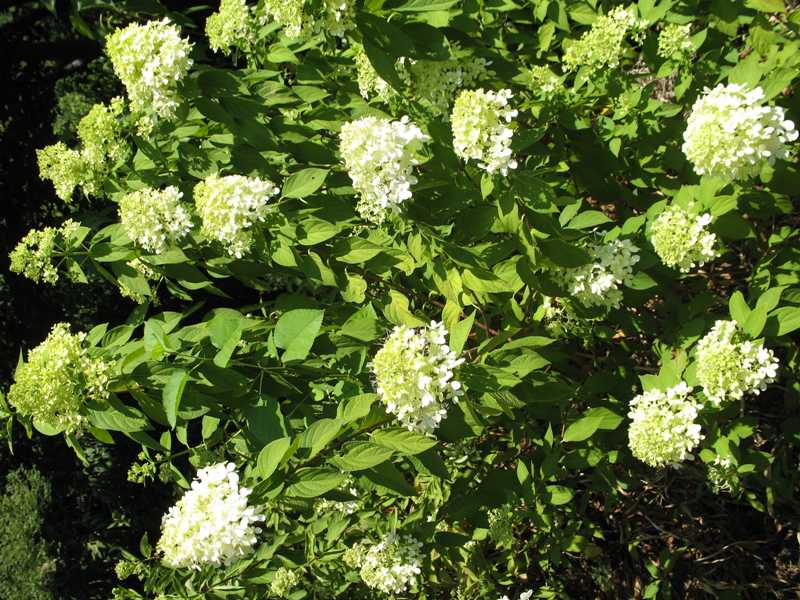 Hydrangea paniculata 39;Limelight39;  Plant Finder