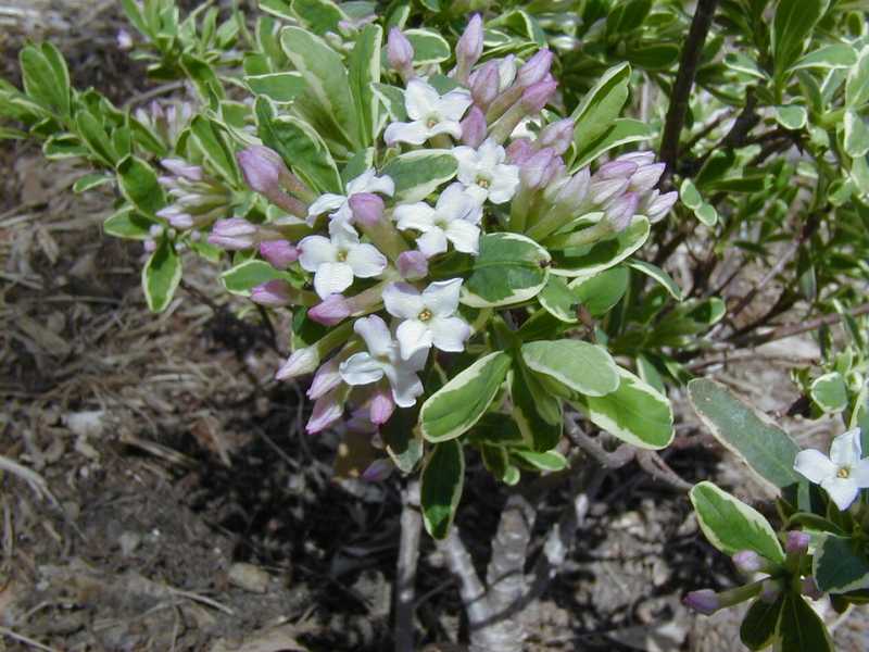 Daphne X Burkwoodii