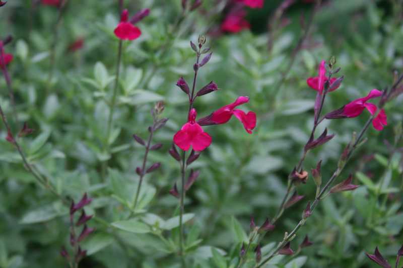 salvia raspberry delight