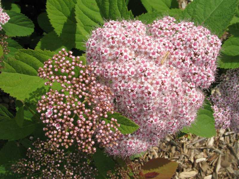 Pink Spirea