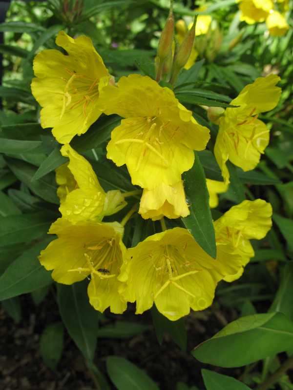 Oenothera Fruticosa