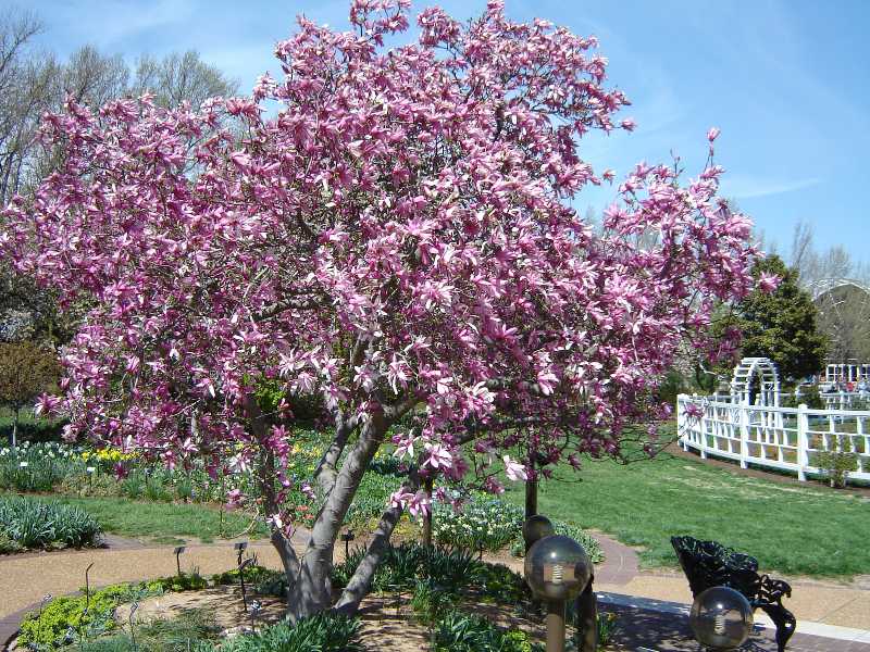 randy magnolia