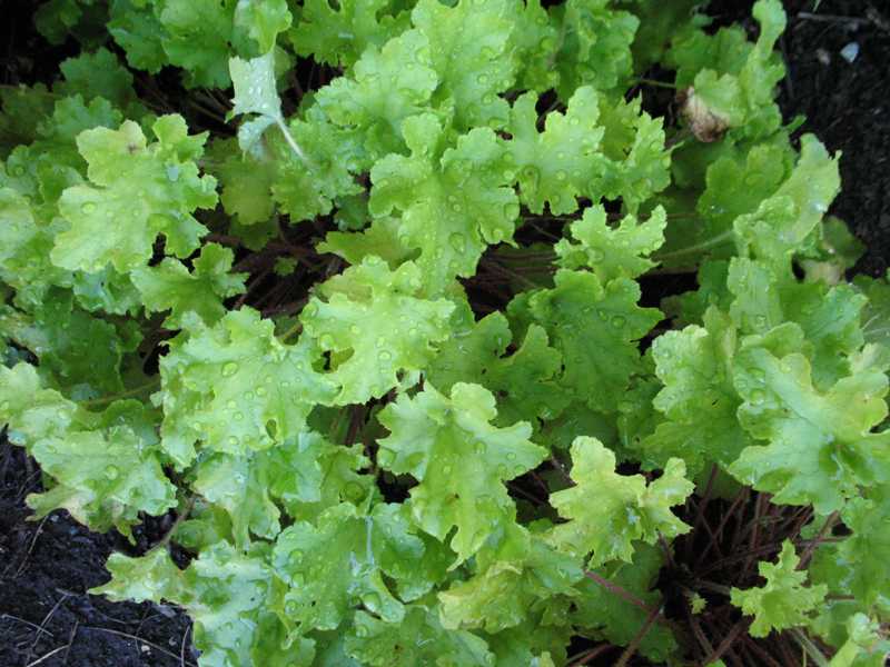 Heuchera Lime Marmalade