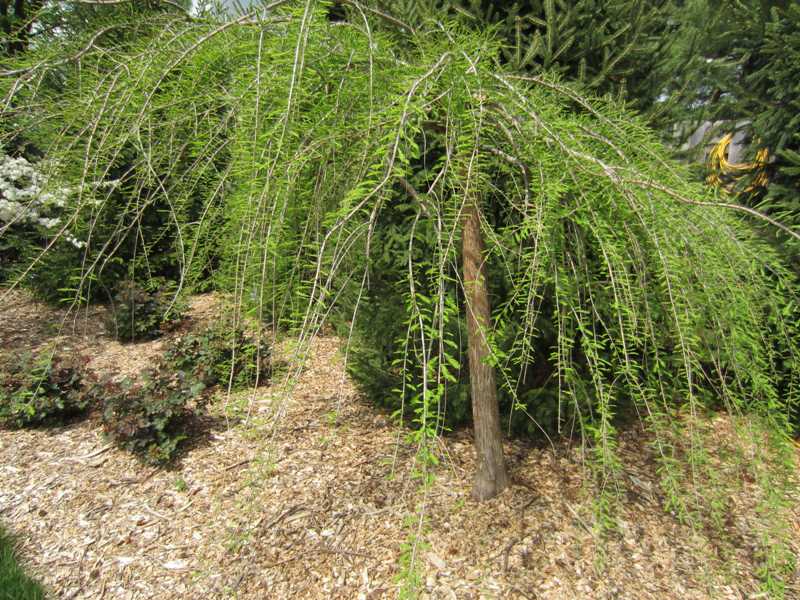 Common Bald Cypress