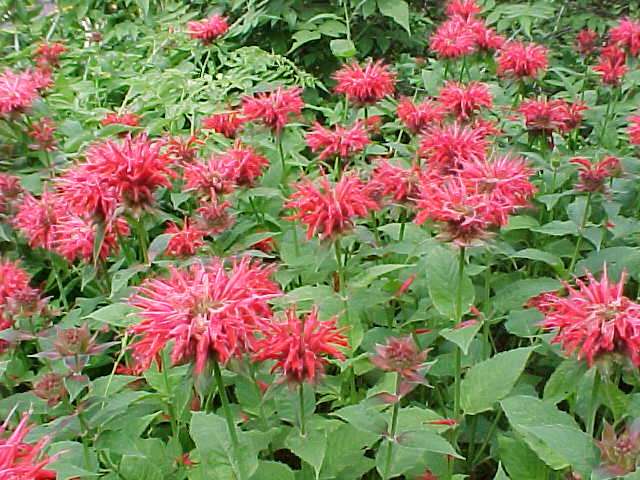 monarda gardenview scarlet