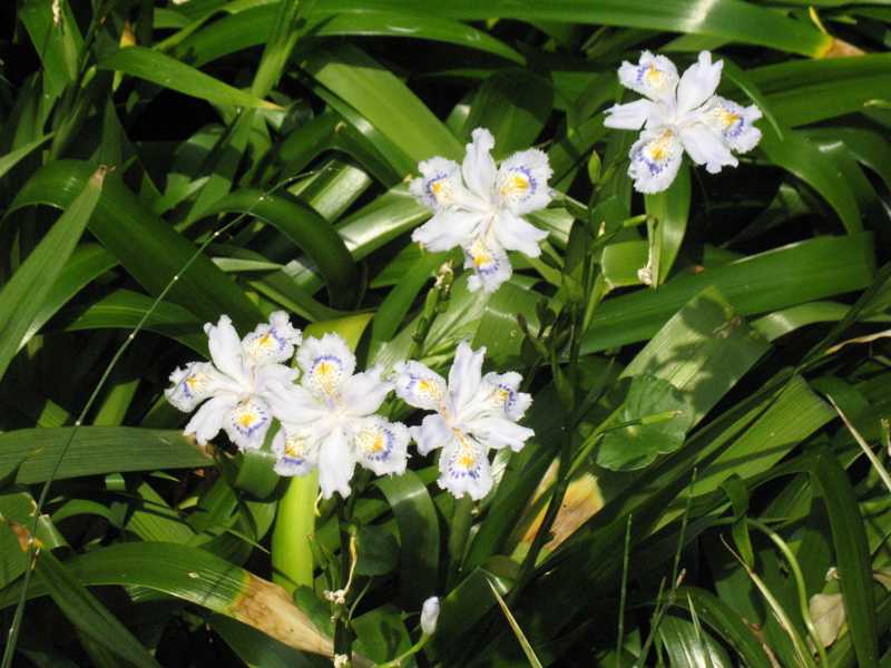 iris japonica