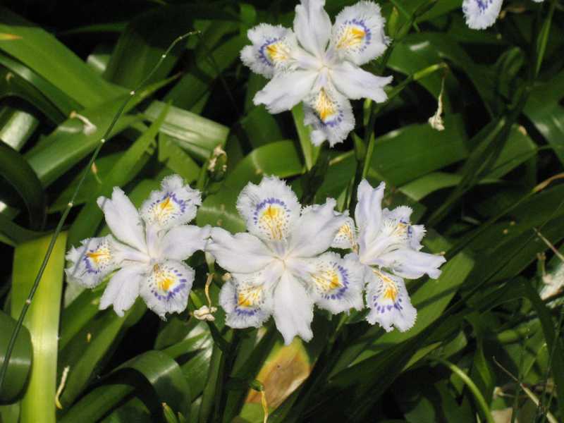 iris japonica