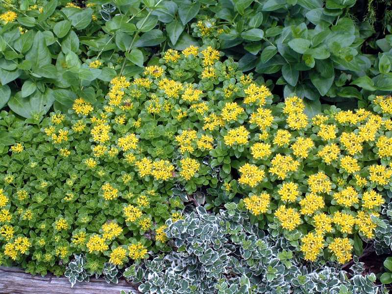 Sedum kamtschaticum var. ellacombeanum - Plant Finder