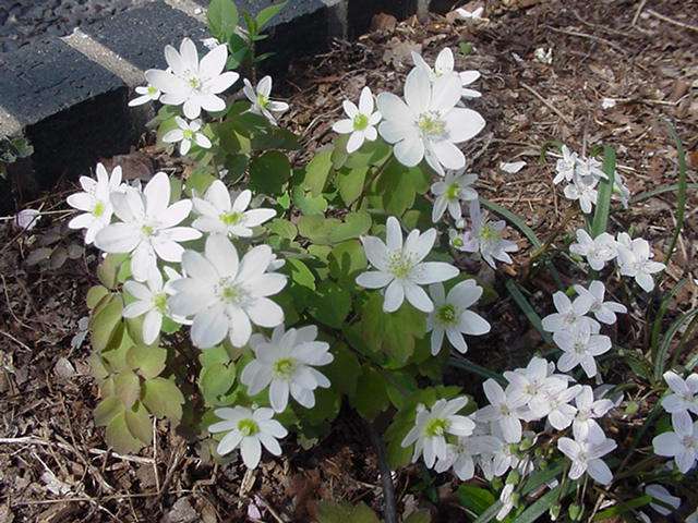 Anemonella Thalictroides