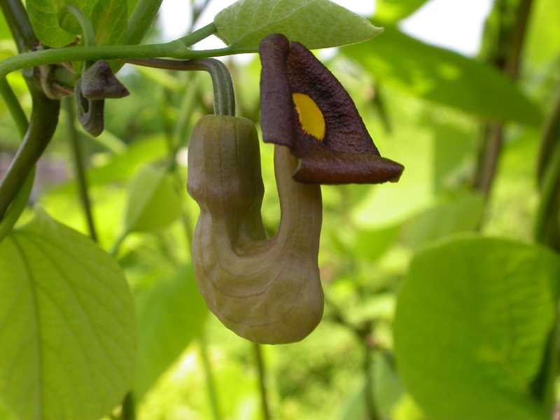 Aristolochia Macrophylla