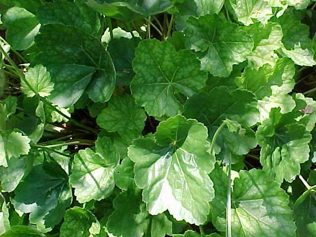 Heuchera Americana