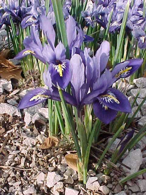 Iris Reticulata