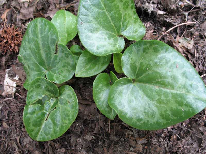 Asarum Shuttleworthii