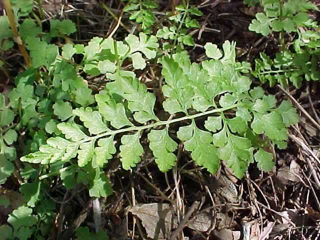 Fragile Fern