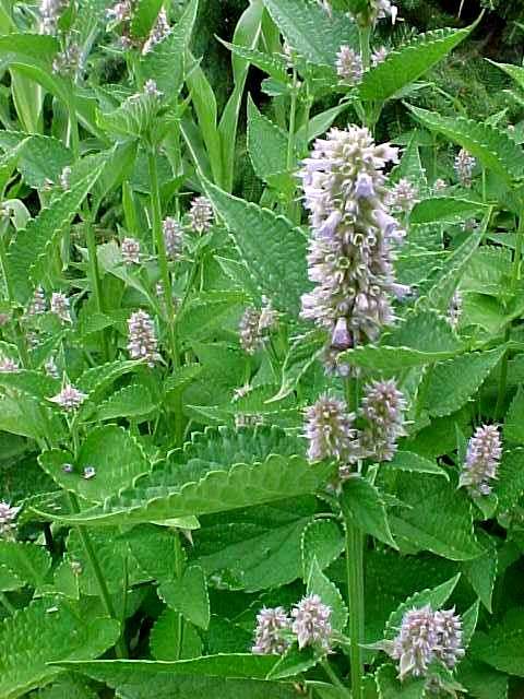 Agastache Blue Fortune