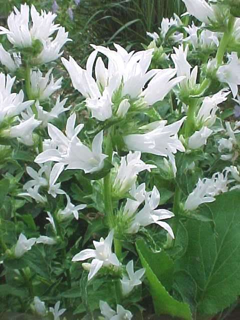 Campanula Alba