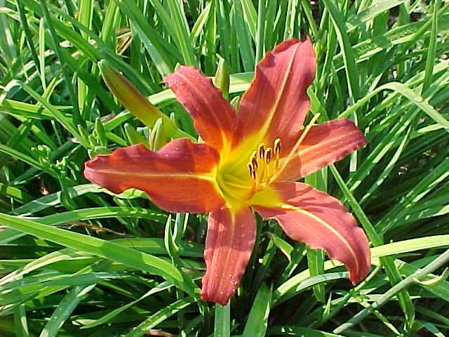 hemerocallis autumn red