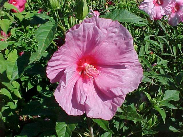 Hibiscus Fantasia