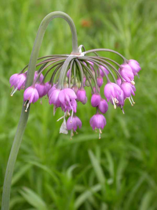 allium stellatum