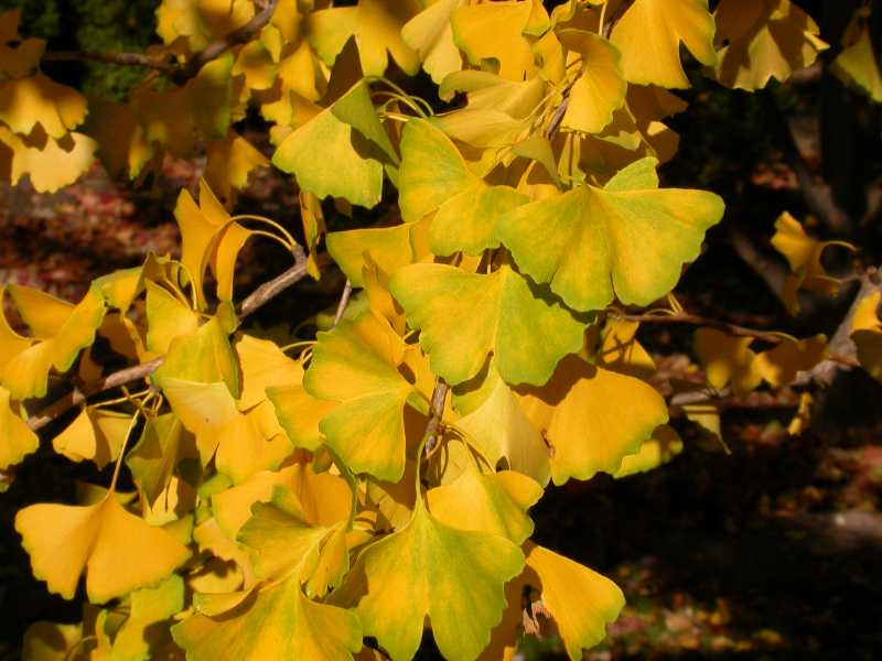 Gingo Biloba Leaves - Missouri Botanical Garden