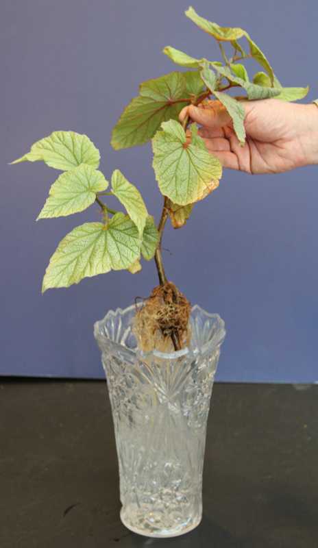 plant clippings in water