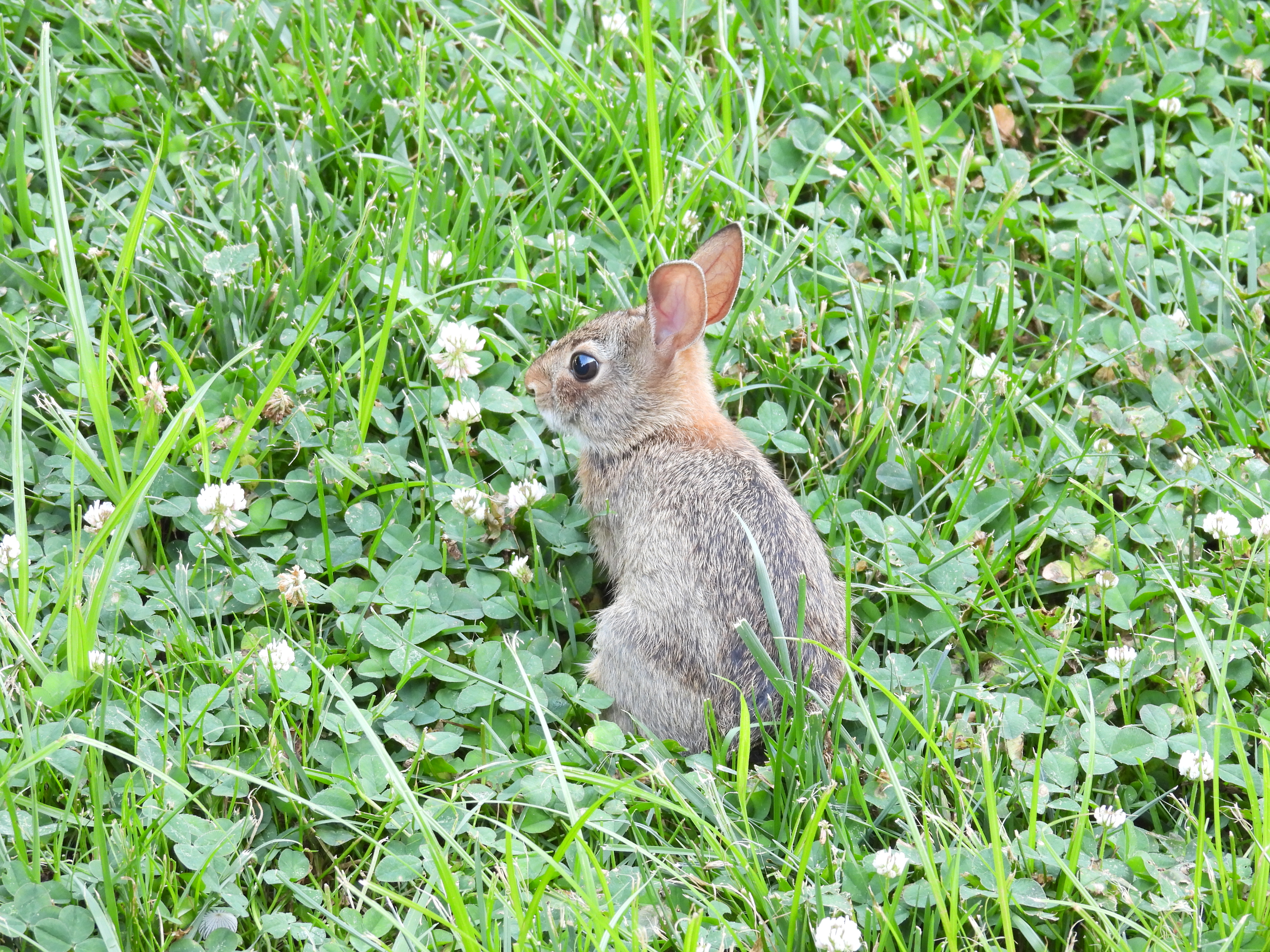 Jasmine Flower – Well Kept Rabbit