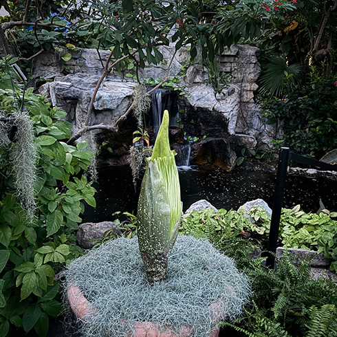 Corpse flower in tropical conservatory