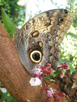 Owls and Orchids Animal Encounter | Missouri Botanical Garden