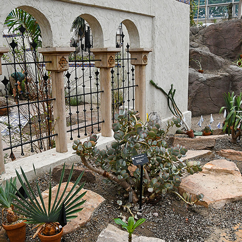 Cacti and succulent plants in front of a beige Mediterranean wall