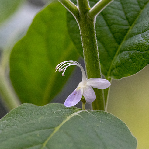 Karomia gigas flower