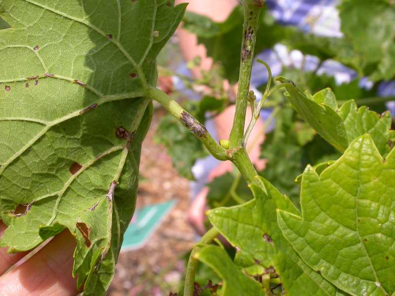 Black Rot of Grapes