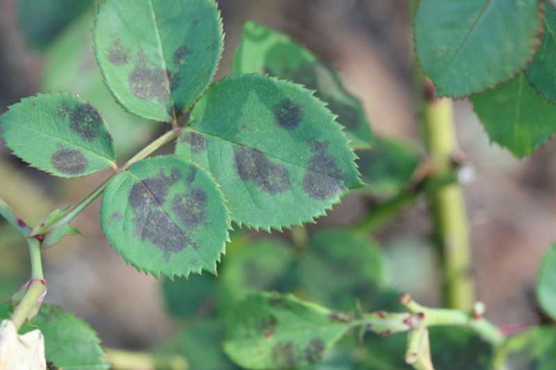 Rose leaves affected by powdery mildew, to understand the conditions