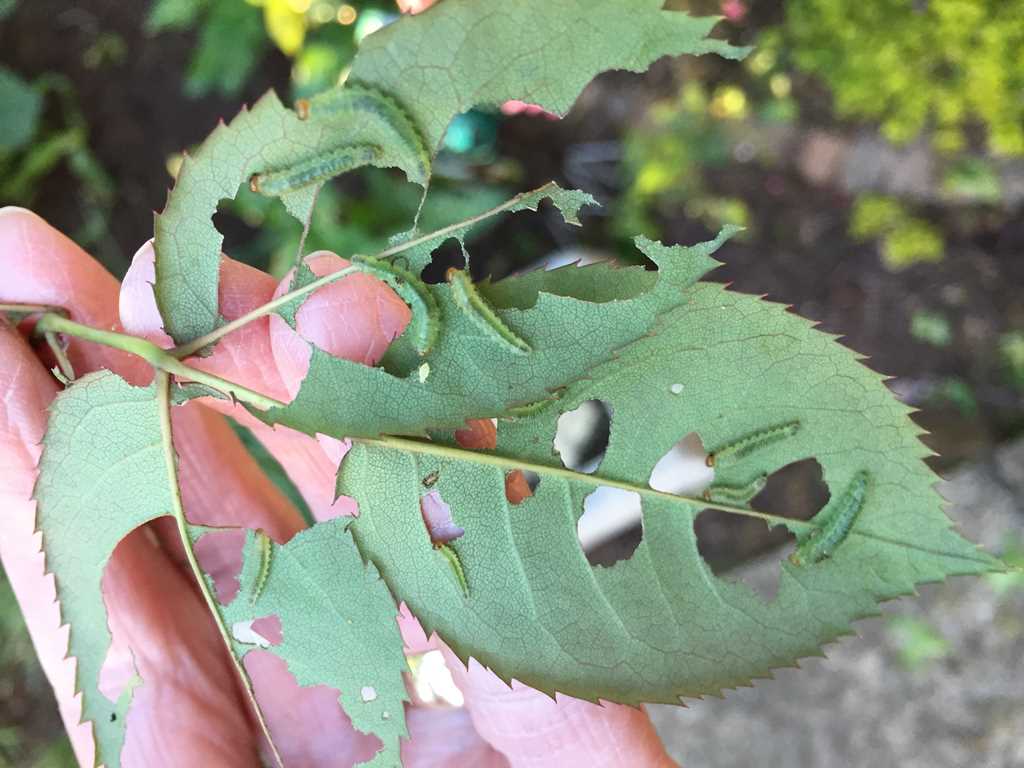 What's Eating My Roses in Spring? — Sawflies - Insect Diagnostic Lab