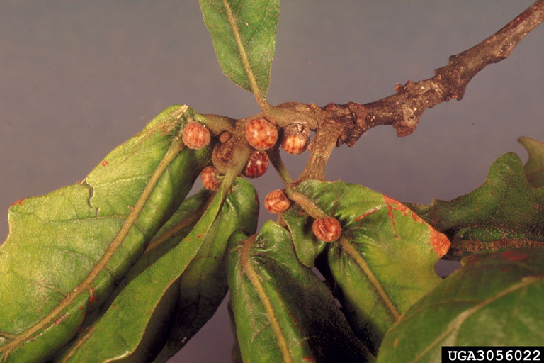 white oak diseases and pests