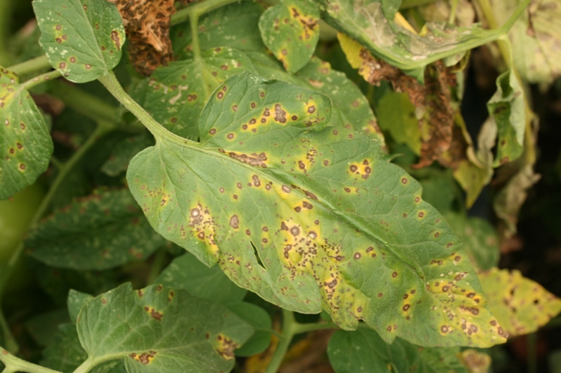 All About Growing Tomatoes: Gray leaf spot on tomatoes