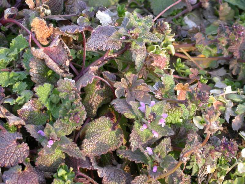 weeds with purple leaves